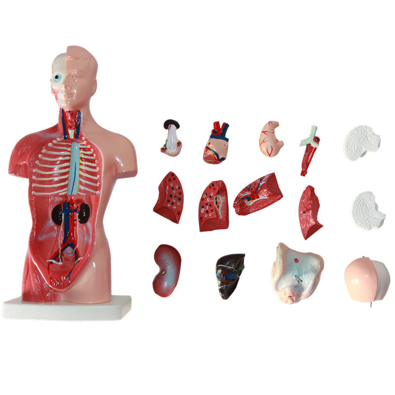 26CM 새로운 인간 몸통 신체 모델 해부학 해부학 의료 내부 기관 교육용 생물 교육 완구, 신체 모형 해부학 교육 완구